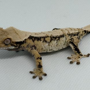 크레페