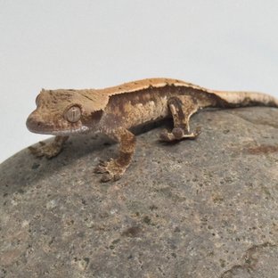 화이트스팟 화이트