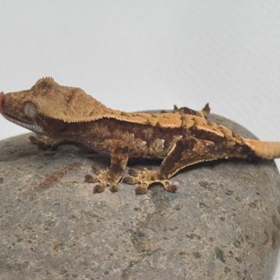 노멀 화이트스팟 화이트