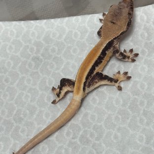 릴리화이트 솔리드백