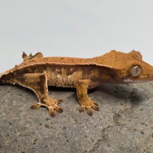 노멀 트라이 텐저린 익스트림할리퀸