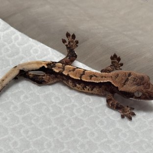 노멀 화이트스팟 화이트