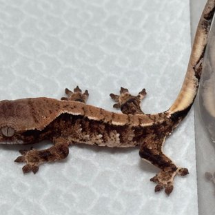 노멀 화이트스팟 화이트