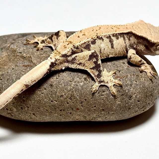 노멀 화이트스팟 트라이 드리피 화이트포트홀 화이트