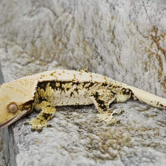 노멀 화이트스팟