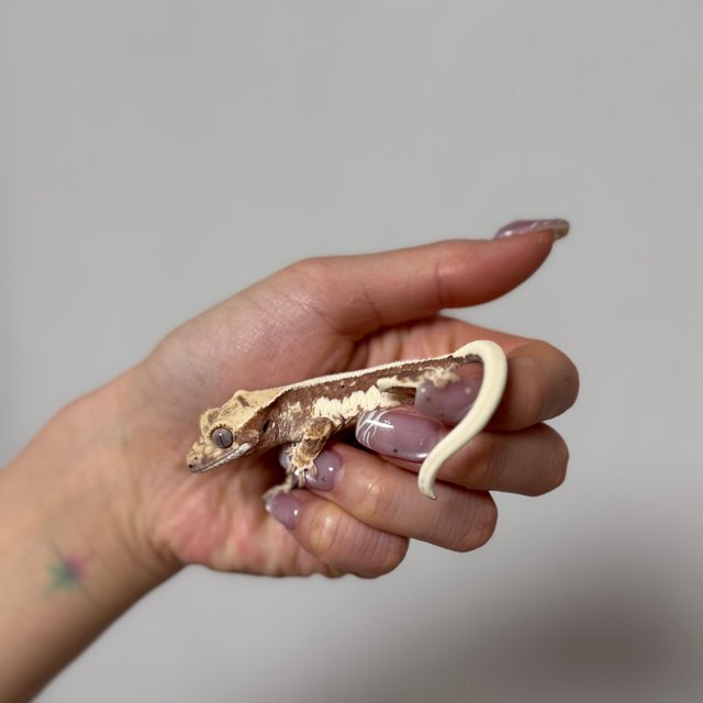 릴리화이트 레드