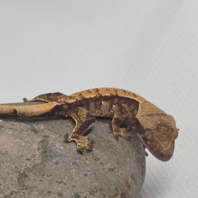 노멀 화이트스팟 화이트