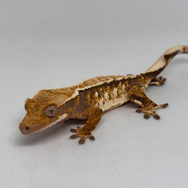 텐저린 트라이 익스트림할리퀸