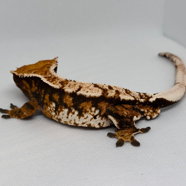 노멀 할리퀸 익스트림할리퀸 레드 트라이