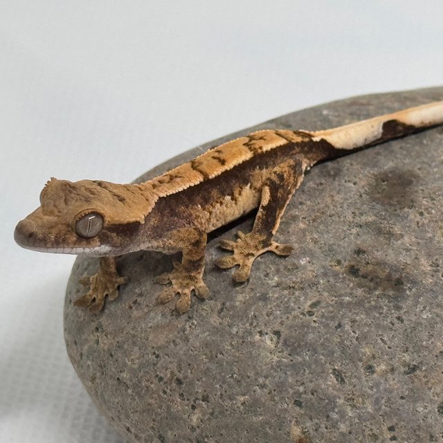 노멀 화이트스팟 화이트