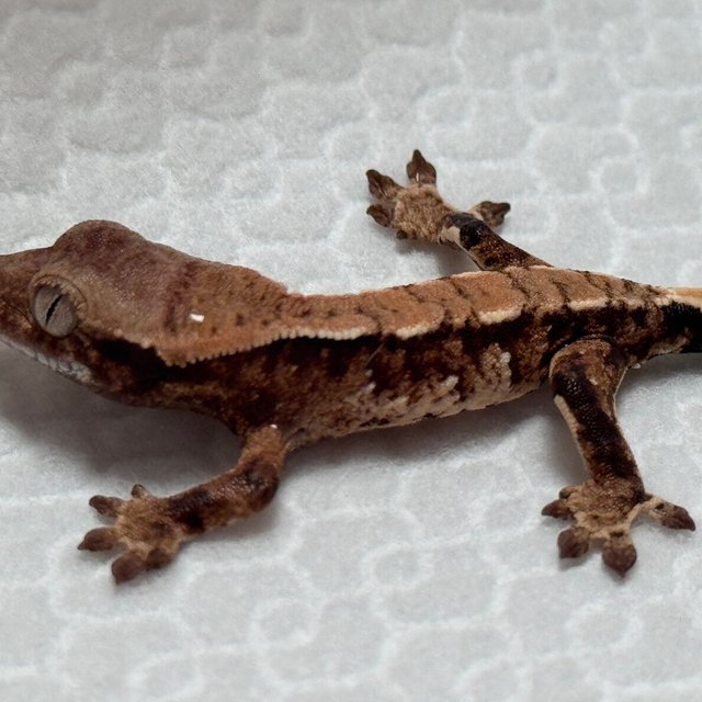 노멀 화이트스팟 화이트