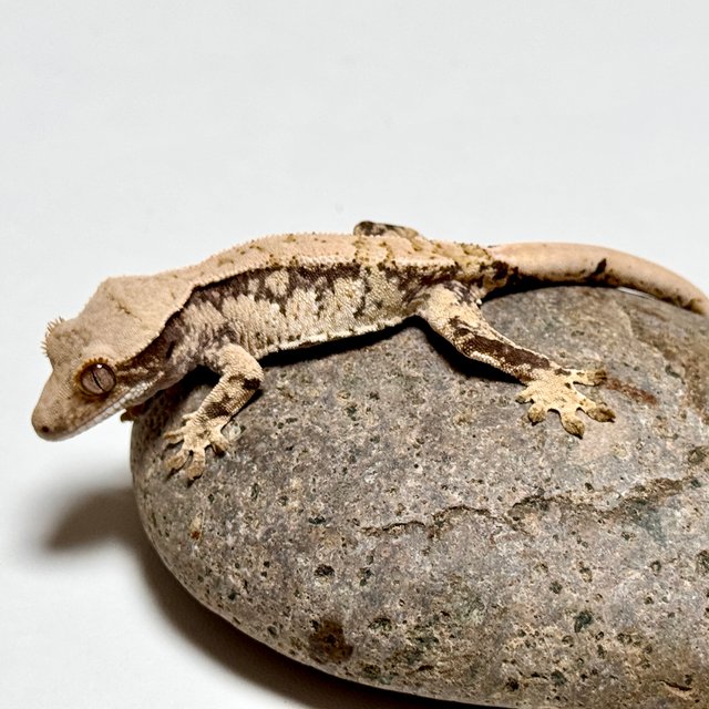 노멀 트라이 화이트스팟 화이트포트홀 익스트림할리퀸