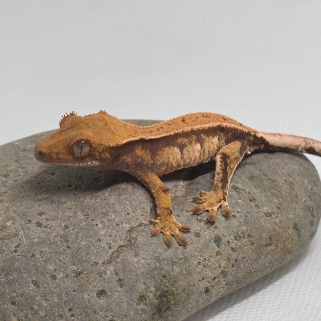 노멀 트라이 텐저린 익스트림할리퀸