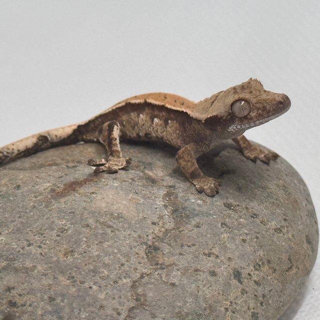 화이트스팟 화이트