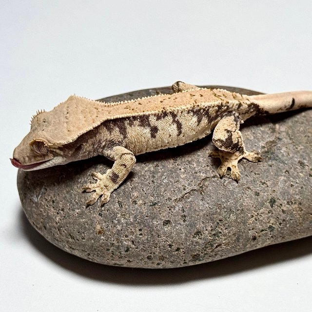 노멀 화이트스팟 트라이 드리피 화이트포트홀 화이트