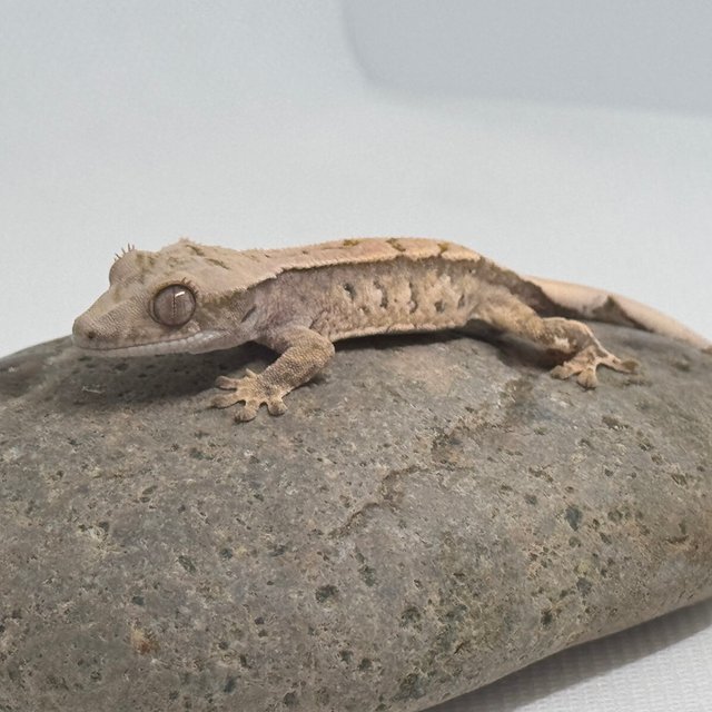 노멀 화이트스팟 화이트