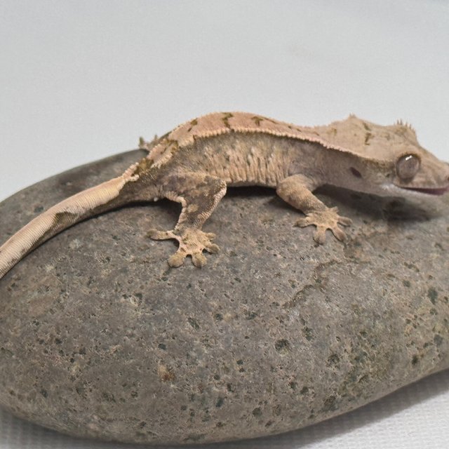 노멀 화이트스팟 화이트