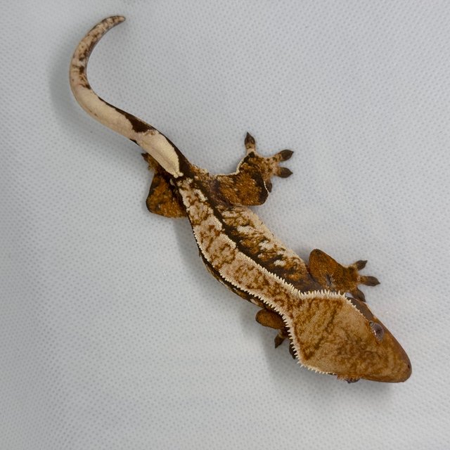 텐저린 트라이 익스트림할리퀸