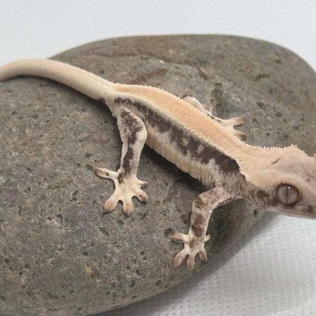 릴리화이트 솔리드백