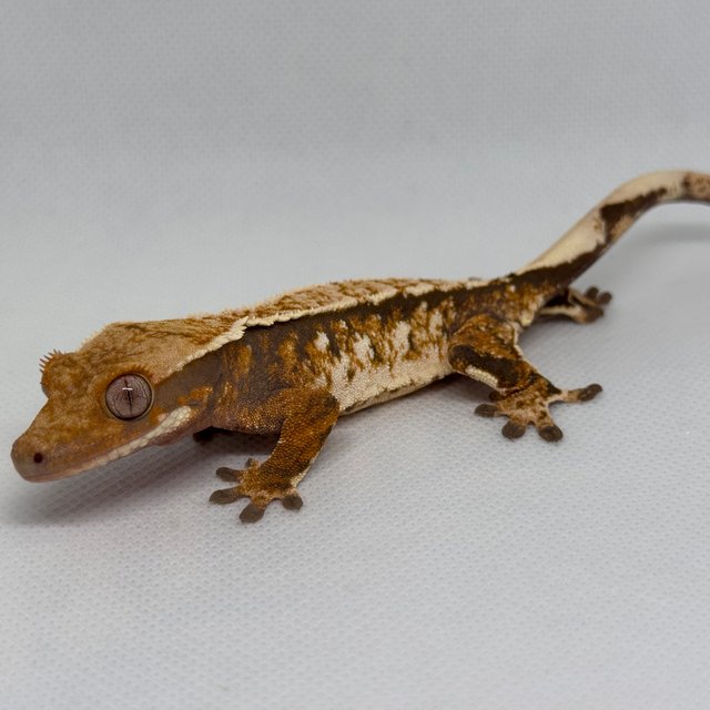 텐저린 트라이 익스트림할리퀸