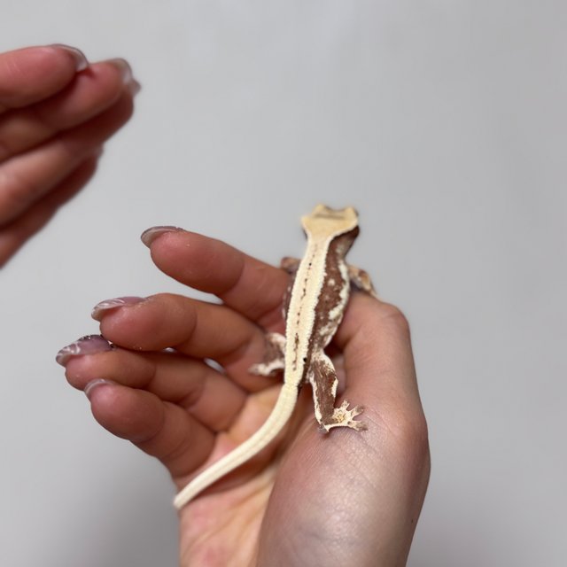 릴리화이트 레드