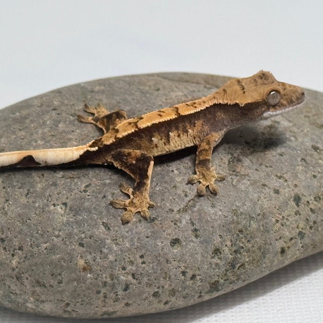 노멀 화이트스팟 화이트