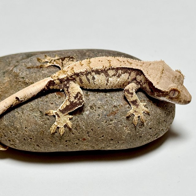 노멀 트라이 화이트스팟 화이트포트홀 익스트림할리퀸