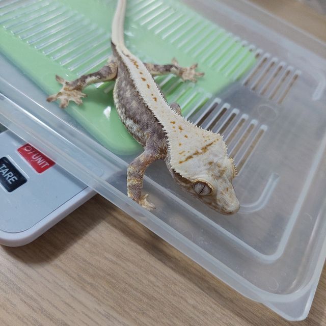 100%헷아잔틱
