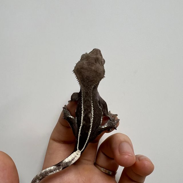 아잔틱