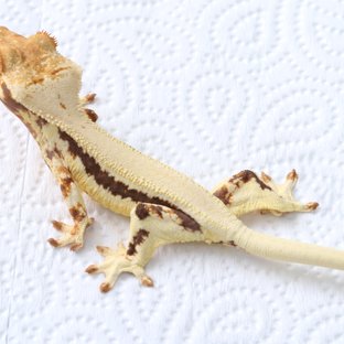 릴리화이트 솔리드백