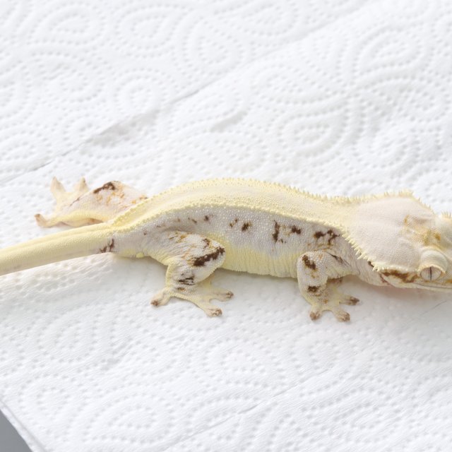 릴리화이트 솔리드백