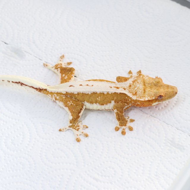 릴리화이트 크림시클