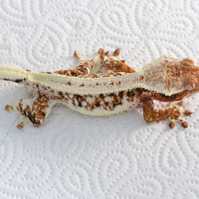 릴리100%헷아잔틱