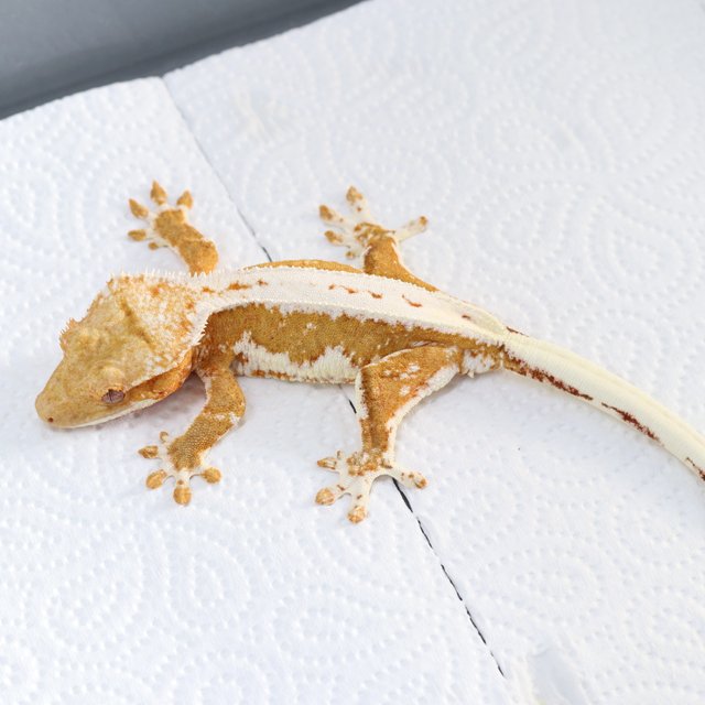 릴리화이트 크림시클