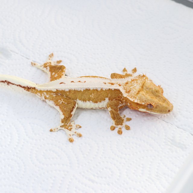 릴리화이트 크림시클