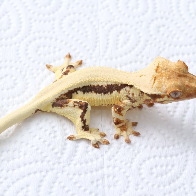 릴리화이트 솔리드백