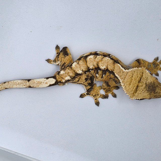 노멀 트라이 익스트림할리퀸