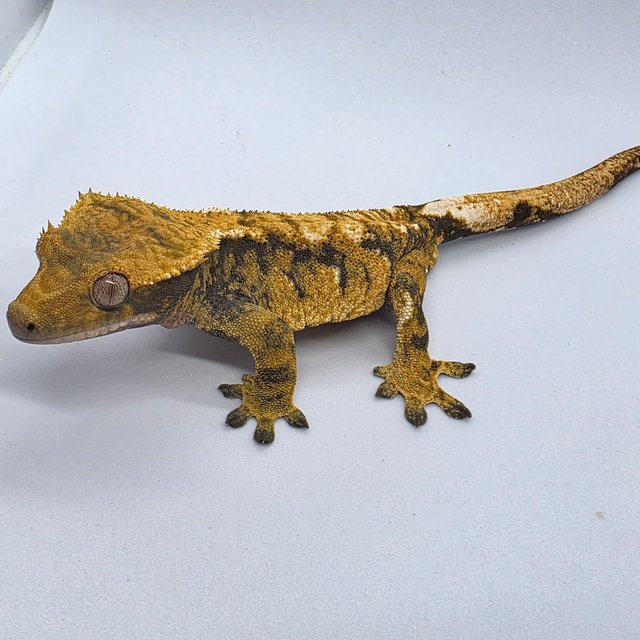 노멀 트라이 익스트림할리퀸