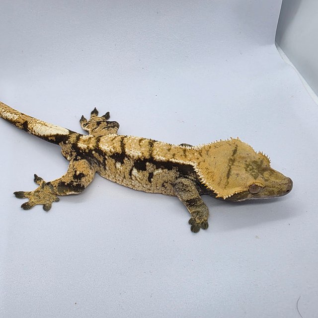 노멀 트라이 익스트림할리퀸