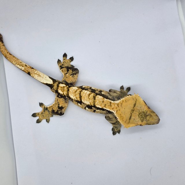 노멀 트라이 익스트림할리퀸