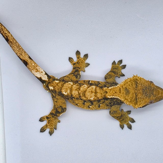 노멀 트라이 익스트림할리퀸