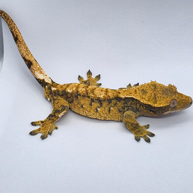 노멀 트라이 익스트림할리퀸