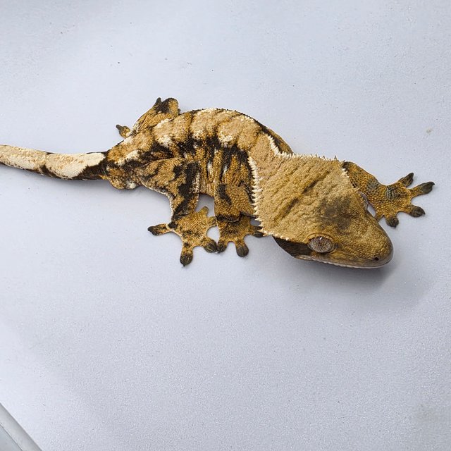 노멀 트라이 익스트림할리퀸