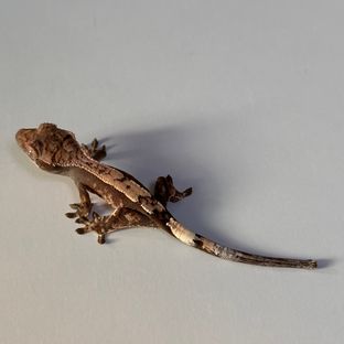 세이블