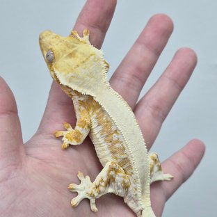 릴리100%헷아잔틱