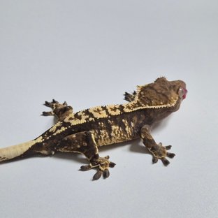 노멀 화이트스팟