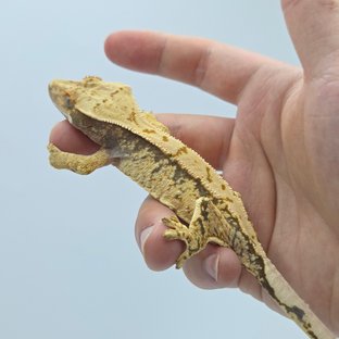 드리피 화이트스팟 트라이