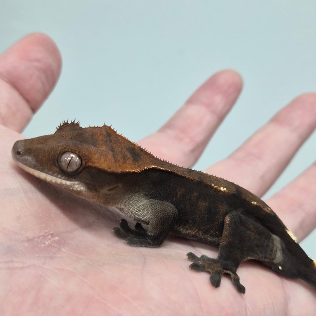 100%헷아잔틱 세이블