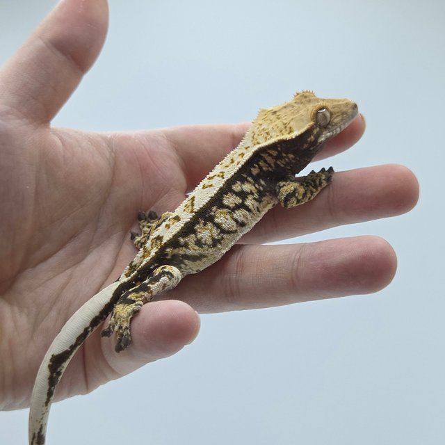 트라이 화이트스팟