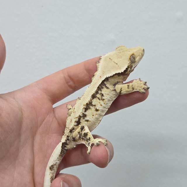 노멀 화이트스팟